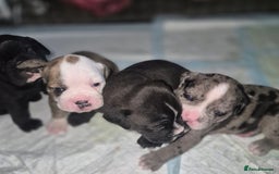 Olde English Bulldogge dogs for sale: STUNNING LITTER OF OLD ENGLISH BULLDOGS 😍  - Image 1