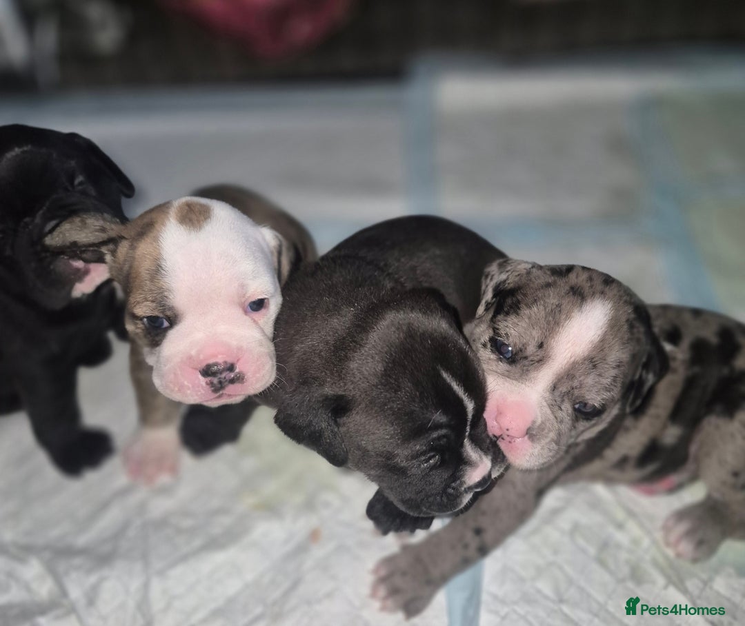 Olde English Bulldogge dogs for sale: STUNNING LITTER OF OLD ENGLISH BULLDOGS 😍  - Image 1