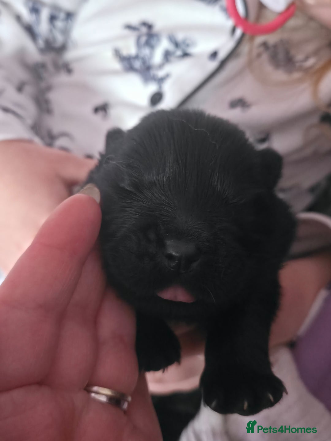 Chow Chow dogs for sale: Stunning KC Black Chow Chow Puppy - Advert 7