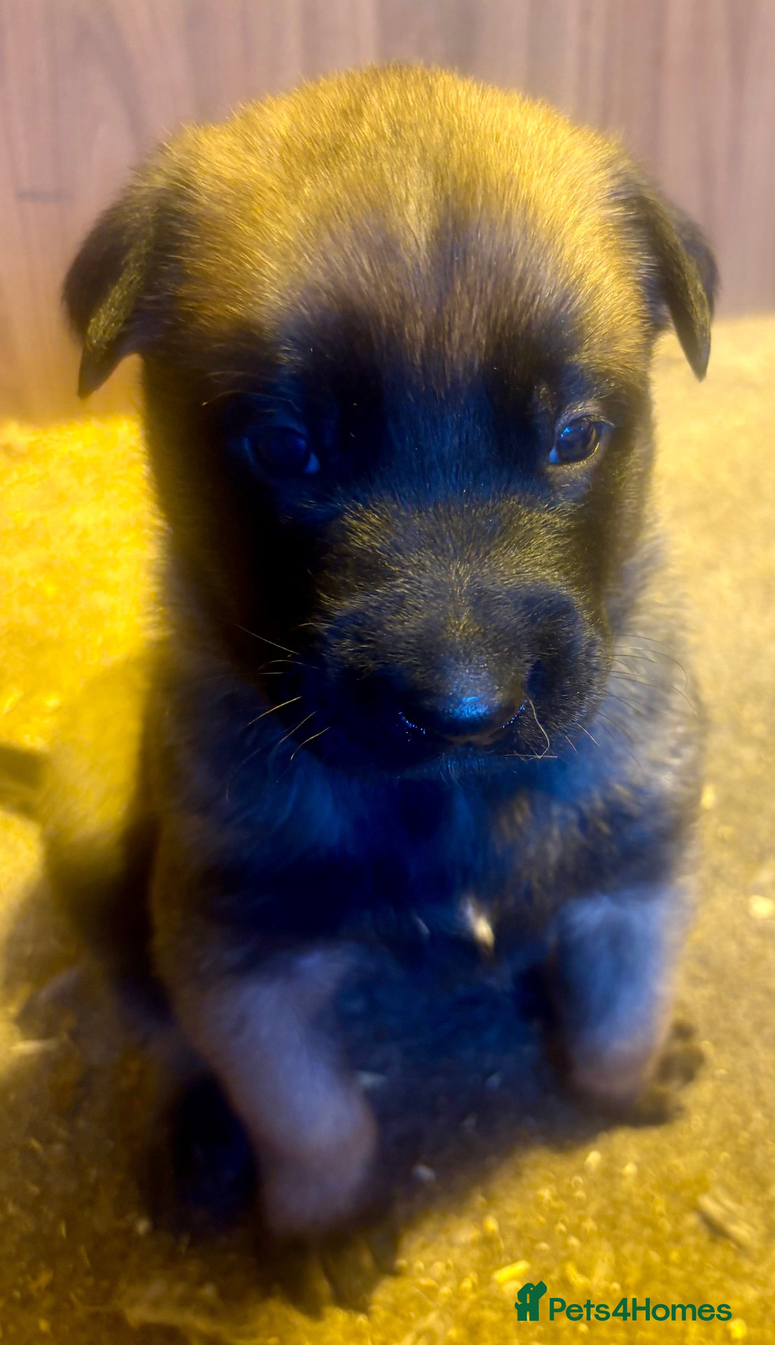 Belgian Shepherd Dog dogs Belgian Malinois puppies - Advert 2