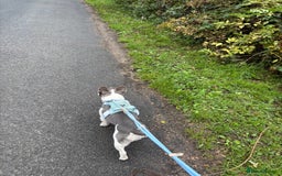 French Bulldog dogs for sale: Still looking for a new home RFG health tested boy - Image 17