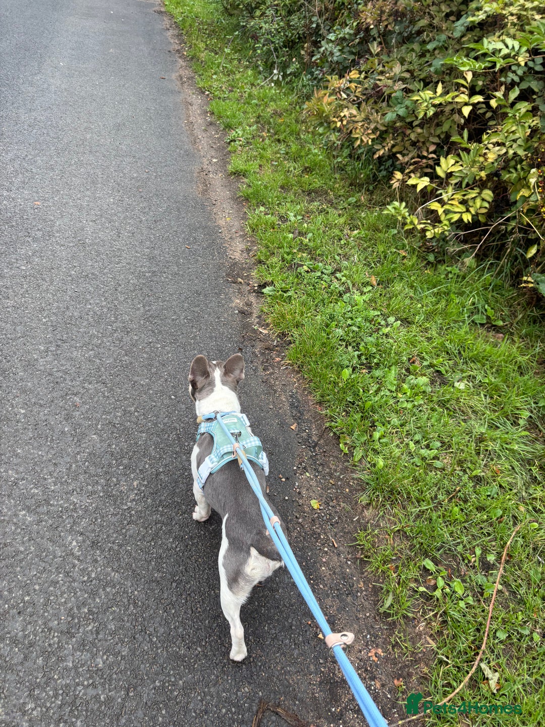 French Bulldog dogs for sale: Still looking for a new home RFG health tested boy - Image 17