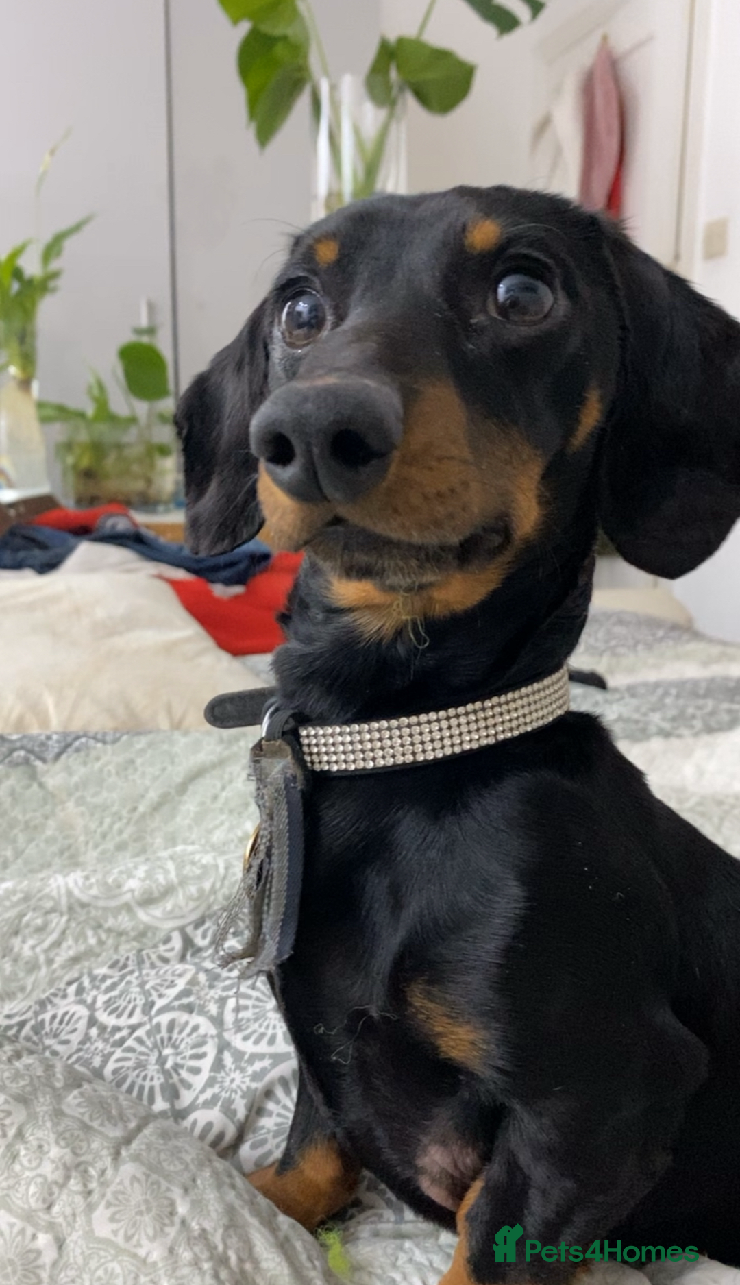 Dachshund dogs for sale: 🐾❤️ Precious Miniature Dapple Dachshunds ❤️🐾 - Image 17
