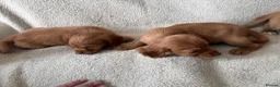 Cocker Spaniel dogs for sale: Kc registered workingline cocker spaniels  - Advert 3