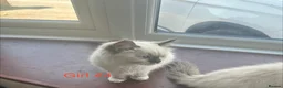 Ragdoll cats for sale: Stunning ragdoll girls for sale  in Grays - Advert 20