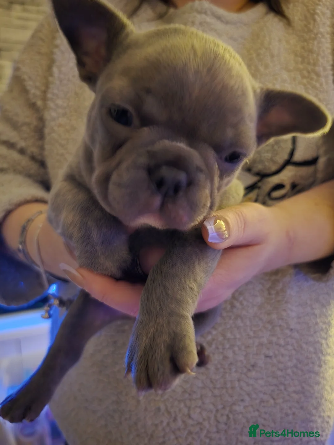 French Bulldog dogs for sale: 3 beautiful playful little girls .fully kc reg.  - Advert 1