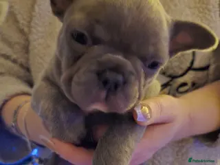 French Bulldog dogs 3 beautiful playful little girls .fully kc reg. - Advert 1