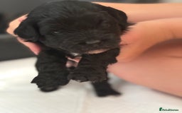 Yorkiepoo dogs for sale: Yorkiepoos - Image 19
