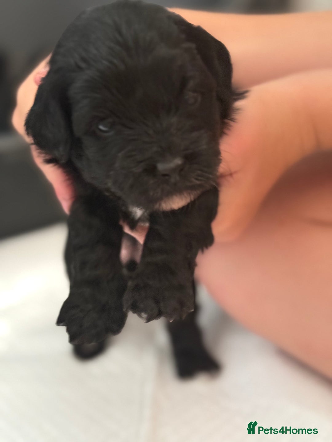 Yorkiepoo dogs for sale: Yorkiepoos - Image 19