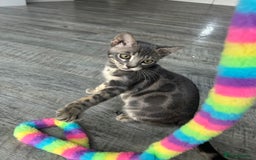 Bengal cats for sale: Striking Blue TICA Male Bengal Kittens 💙  - Image 20