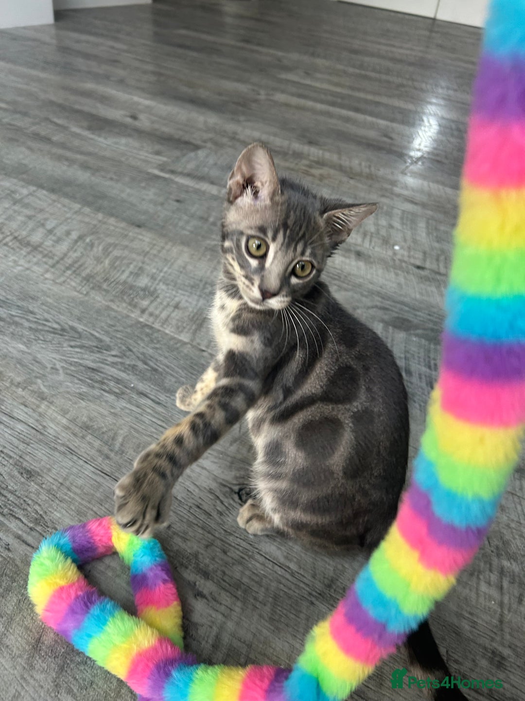 Bengal cats for sale: Striking Blue TICA Male Bengal Kittens 💙  - Image 20
