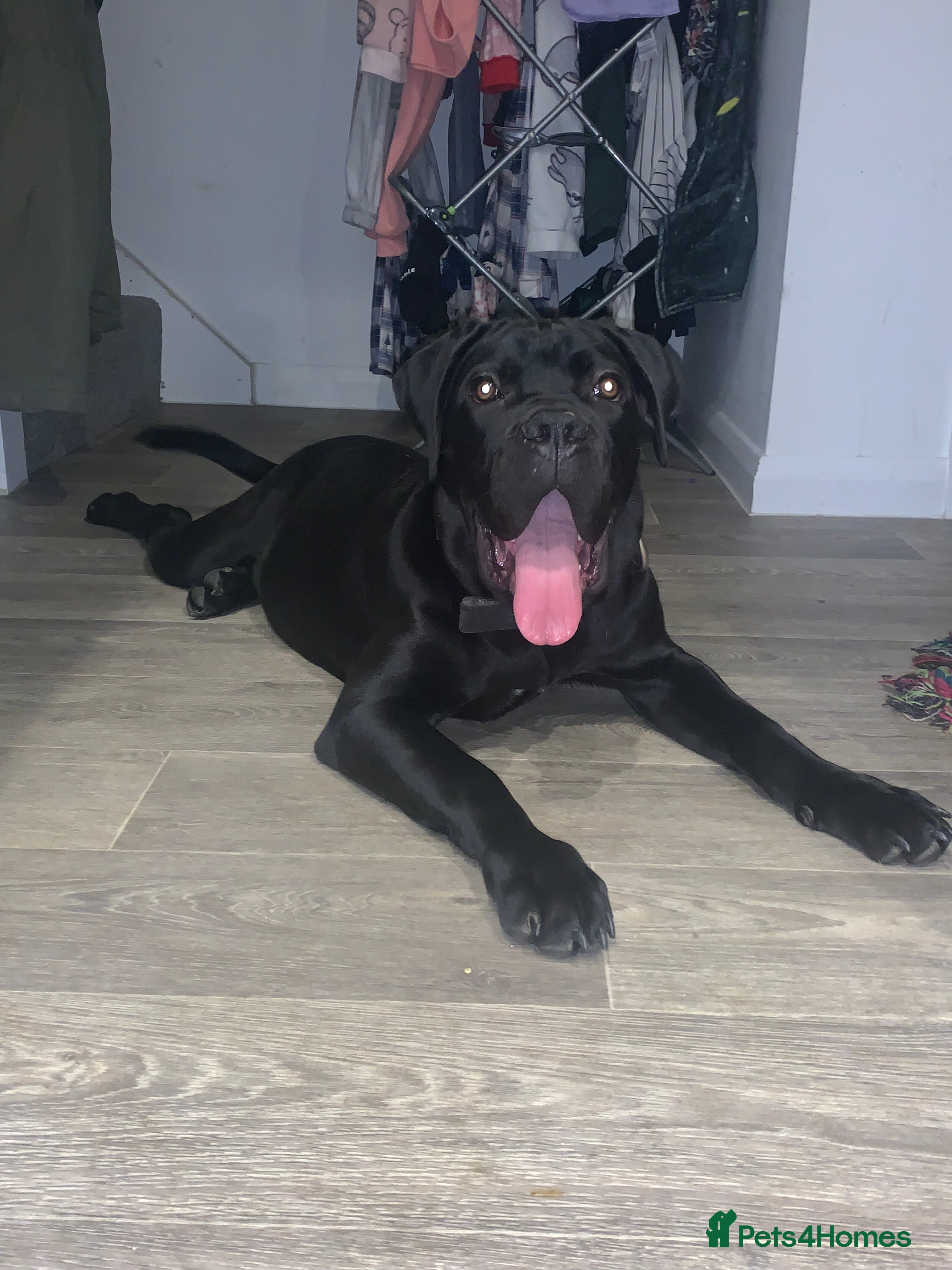 Cane Corso dogs FCI registered cane corso called comfort  - Advert 1