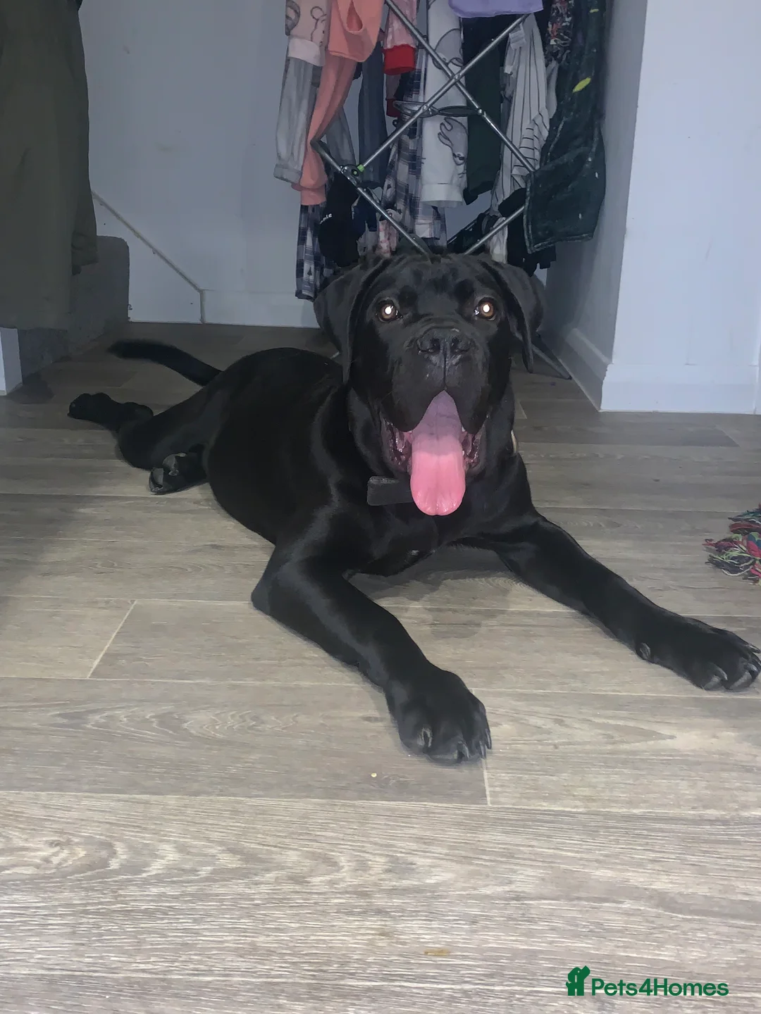 Cane Corso dogs for sale: FCI registered cane corso called comfort  - Advert 1