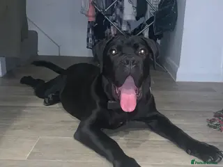 Cane Corso dogs FCI registered cane corso called comfort - Advert 1