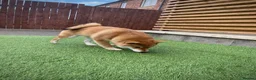 Japanese Shiba Inu dogs for sale: KC registered show quality Japanese Shiba Inu - Advert 7