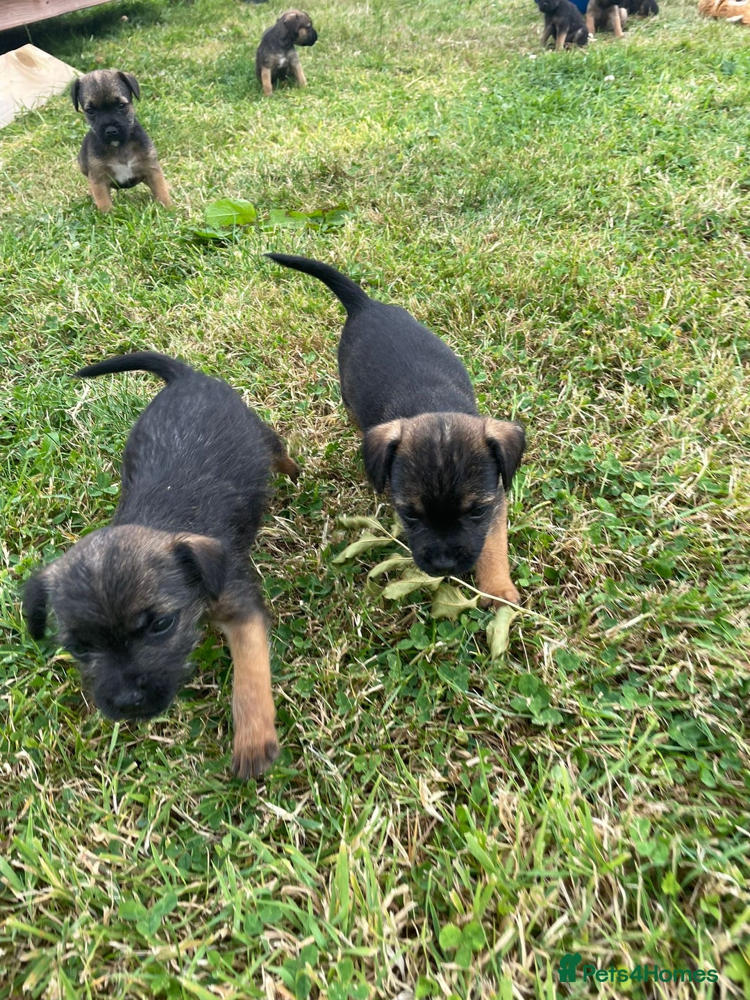 Border Terrier dogs for sale: Border terrier  - Image 1