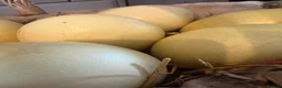 Mixed Breed poultry for sale: Fertile rhea hatching eggs  - Advert 2