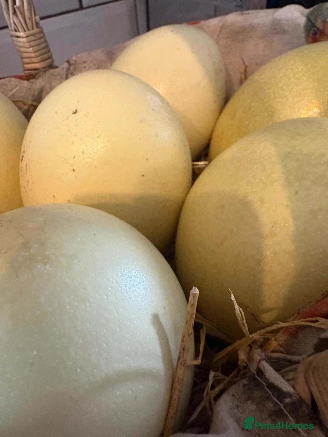 Mixed Breed poultry for sale: Fertile rhea hatching eggs  - Advert 2