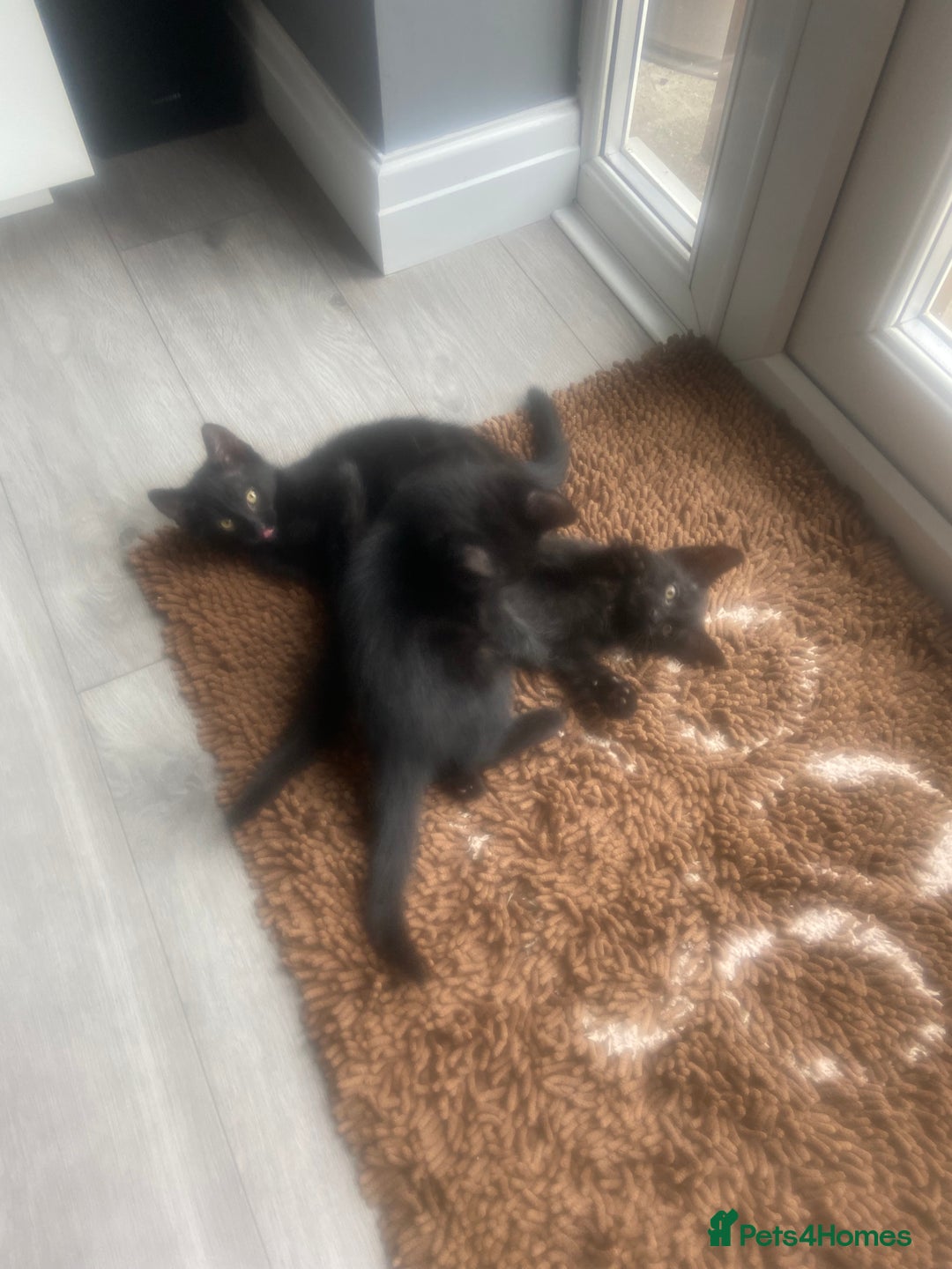 Mixed Breed cats for sale: Three mixed breed kittens - Image 8