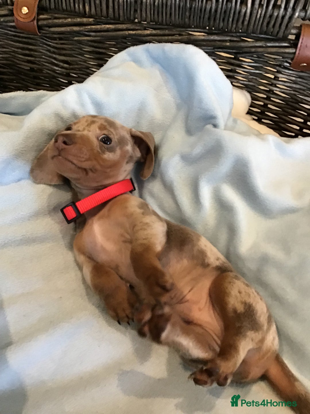 Miniature Dachshund dogs for sale: KC Miniature Dachshund 1 Choc & Isabella Dapple!!! - Advert 23