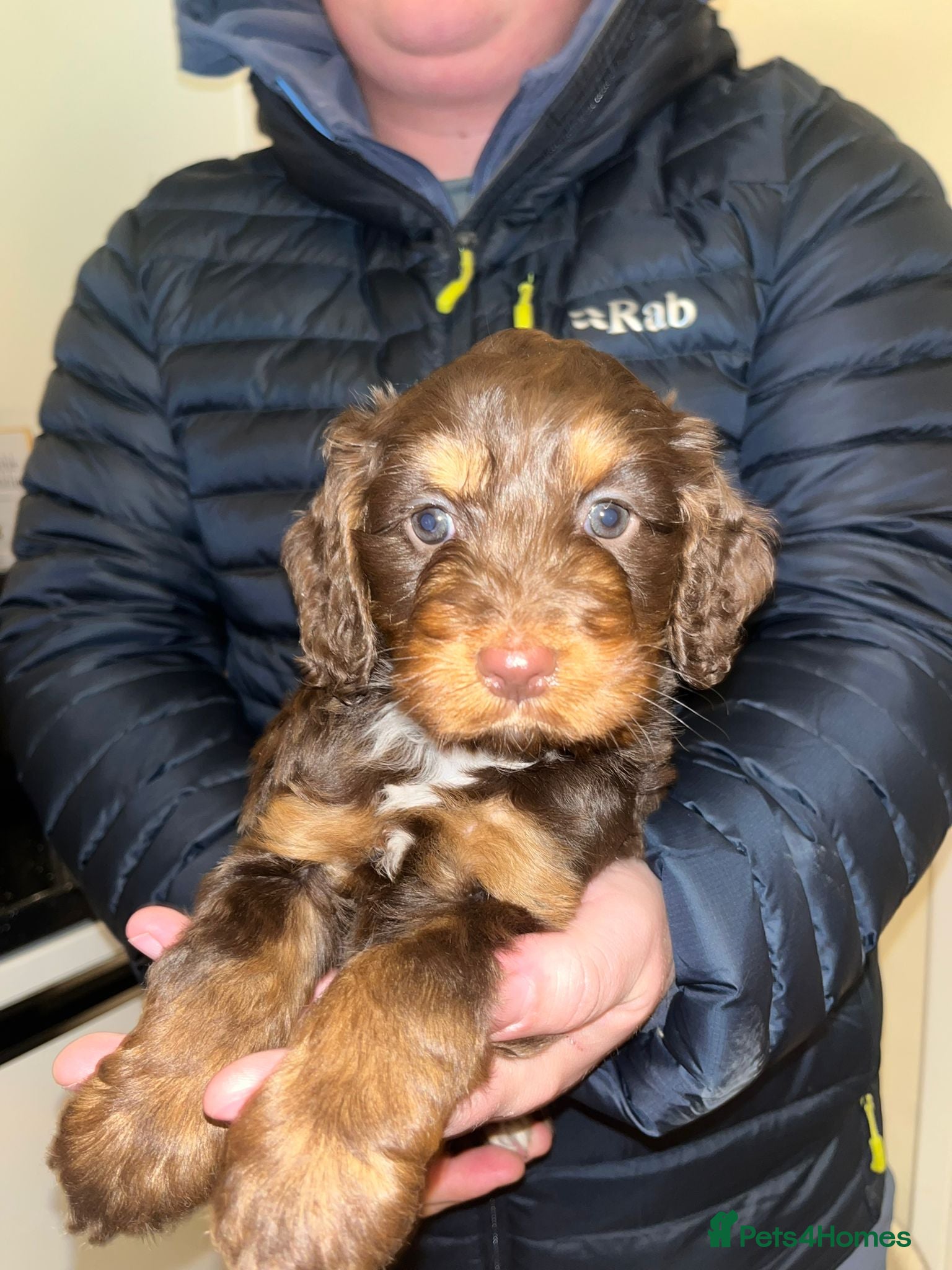 Cockapoo dogs Beautiful puppies  - Advert 9