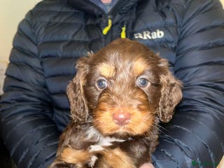 Cockapoo dogs Beautiful puppies - Advert 10