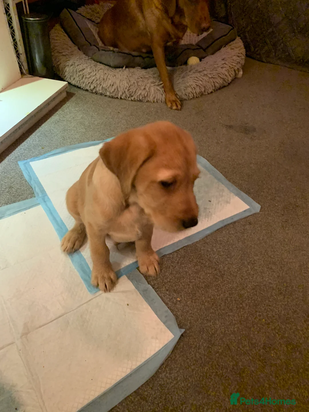 Labradoodle dogs for sale: Family labradoodle looking for a family home  - Advert 4