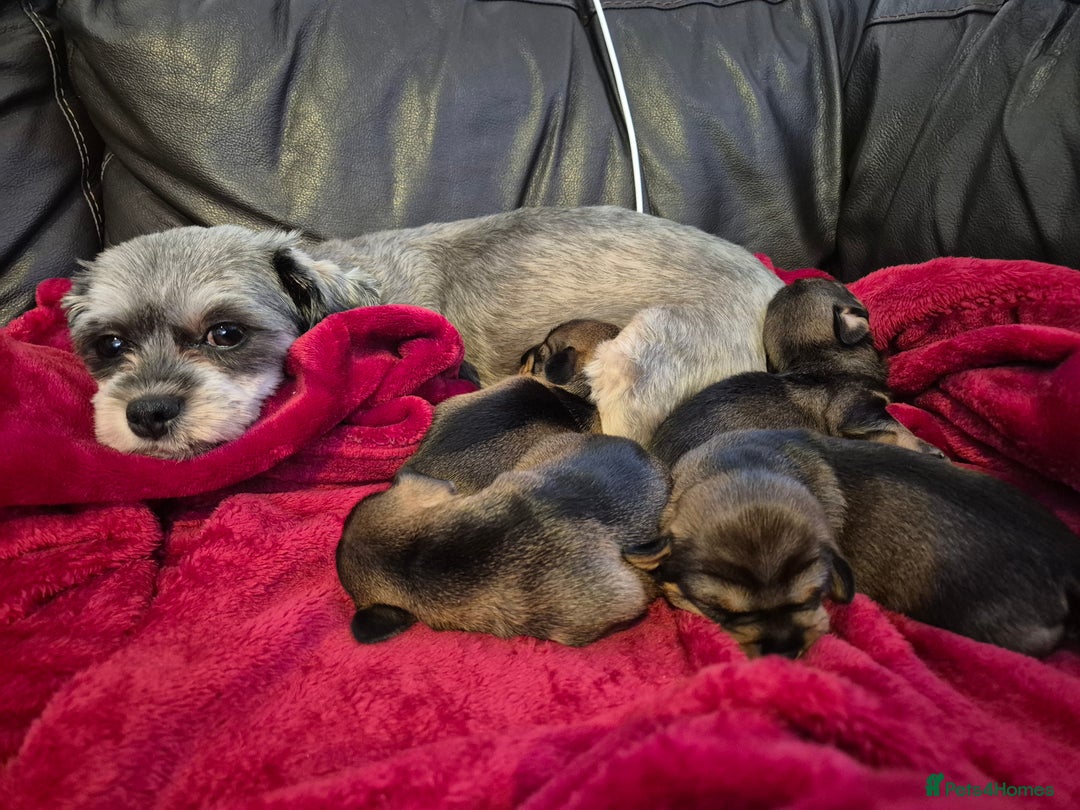 Mixed Breed dogs for sale: 1 boy available  - Advert 6