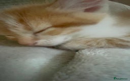 Mixed Breed cats for sale: Adorable Kittens ready for their new forever home  - Image 6