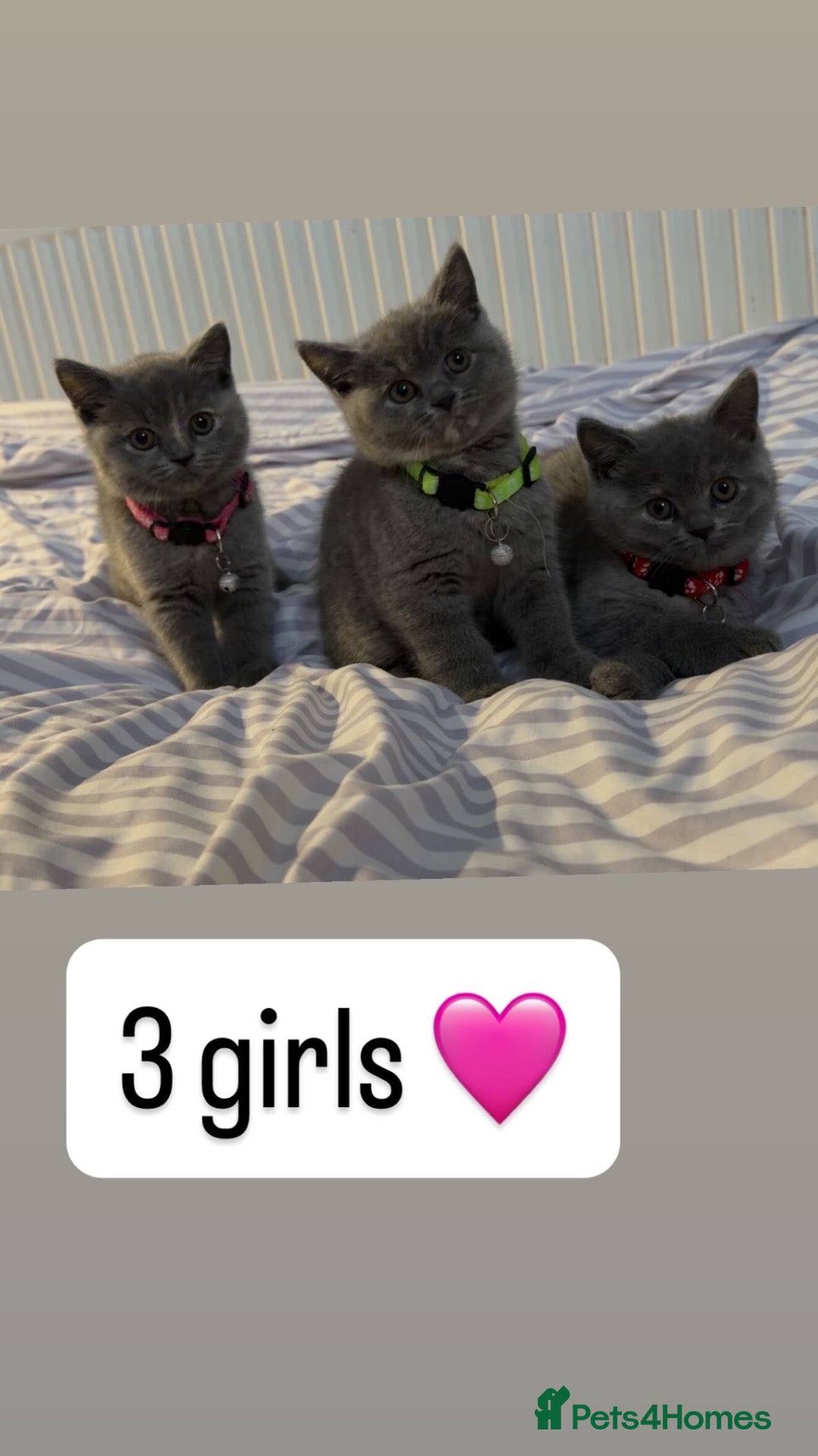 British Shorthair cats Britishshorthairs kittens  - Advert 1