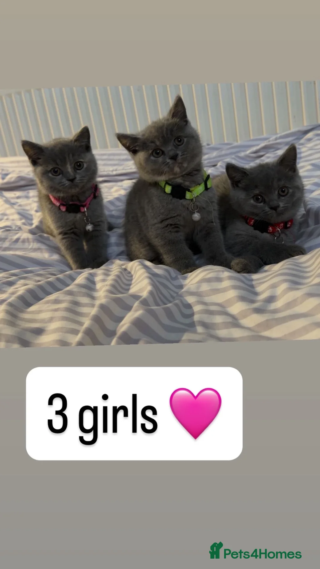 British Shorthair cats for sale: Britishshorthairs kittens  - Advert 1