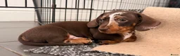 Miniature Dachshund dogs for sale: Stunning dapple boy - Advert 4