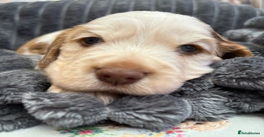 Cocker Spaniel dogs - Advert 7