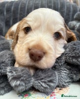 Cocker Spaniel dogs - Advert 7