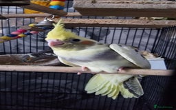 Cockatiels birds for sale: Baby cockatiel - Image 5
