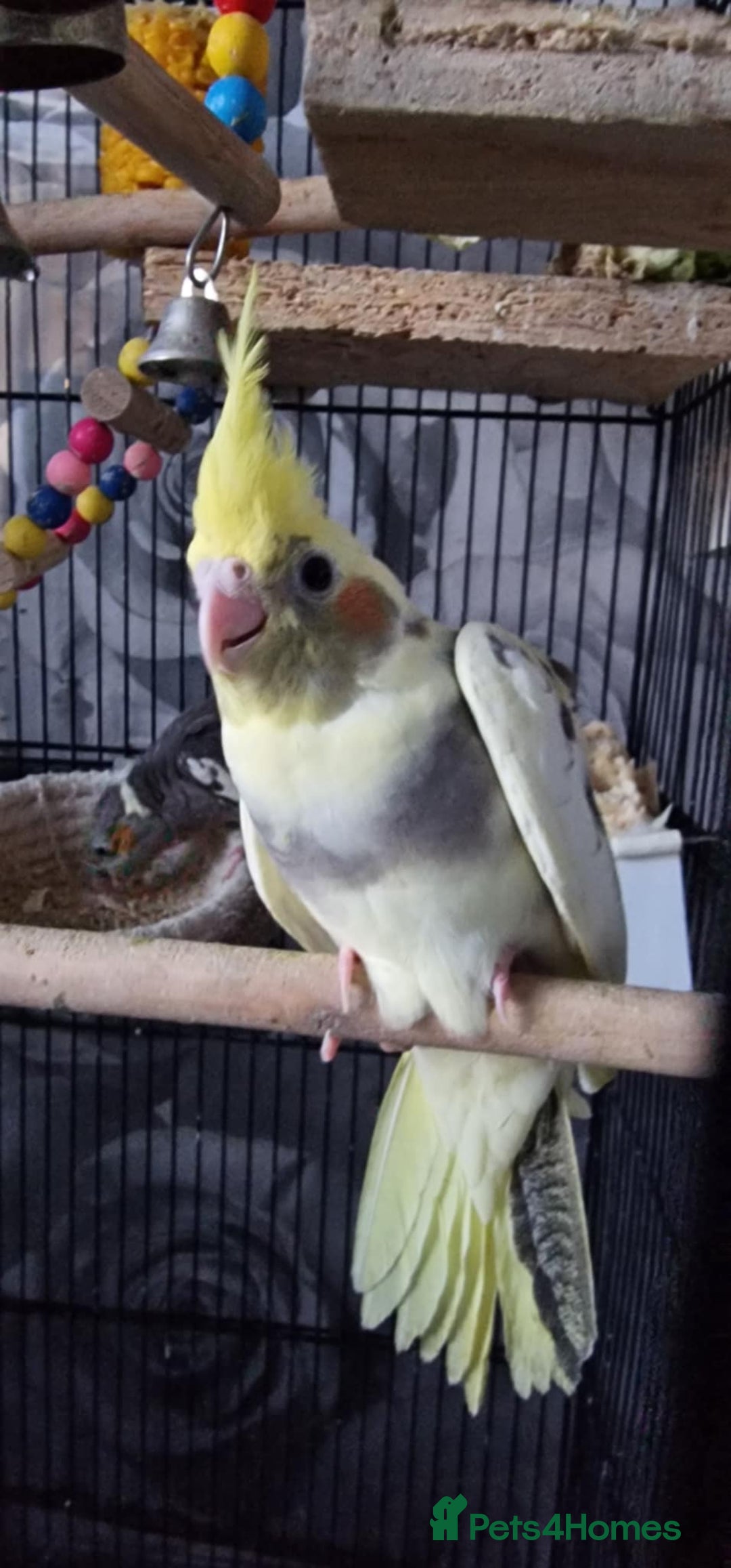Cockatiels birds for sale: Baby cockatiel - Image 5