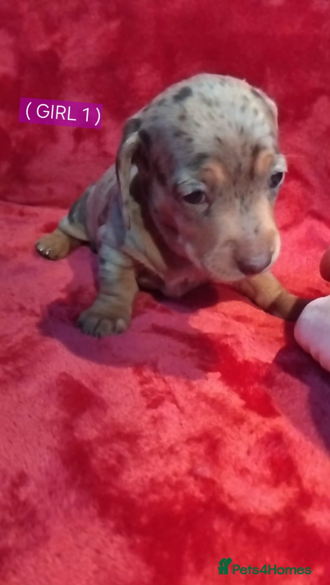 Miniature Dachshund dogs KC, PRA, ADORABLE DASH, PUPPIES  - Advert 13