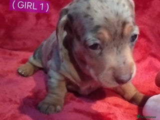 Miniature Dachshund dogs KC, PRA, ADORABLE DASH, PUPPIES - Advert 4