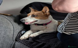 Mixed Breed dogs for sale: Pretty Pixie 😍 - Image 10