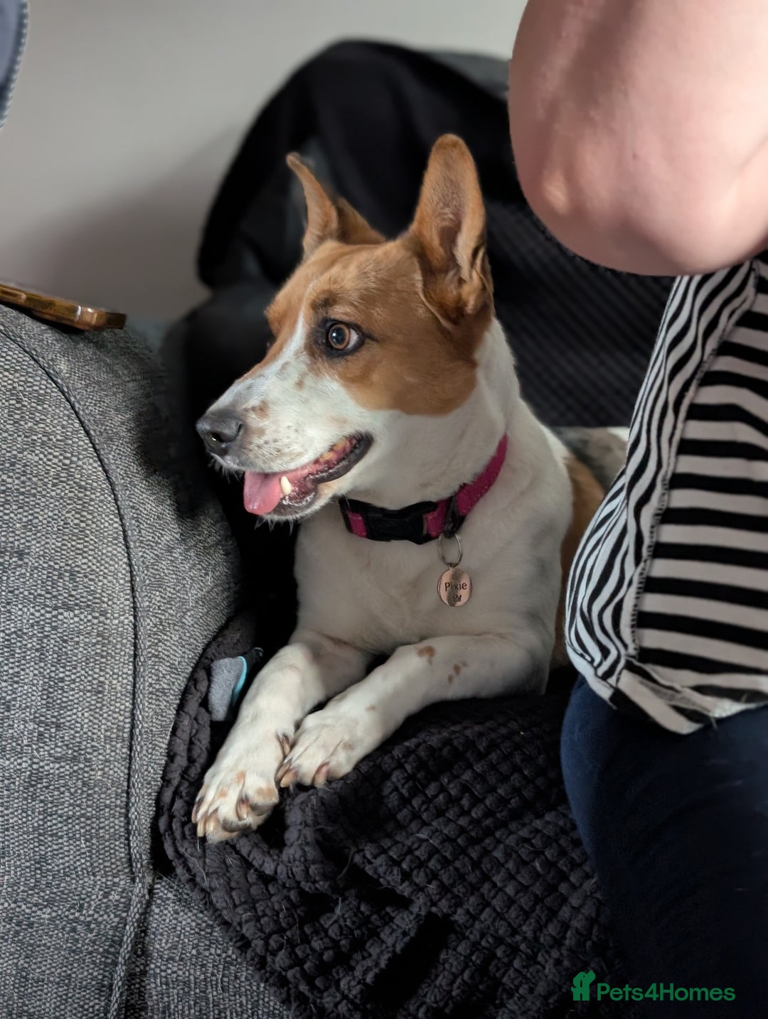 Mixed Breed dogs for sale: Pretty Pixie 😍 - Image 10