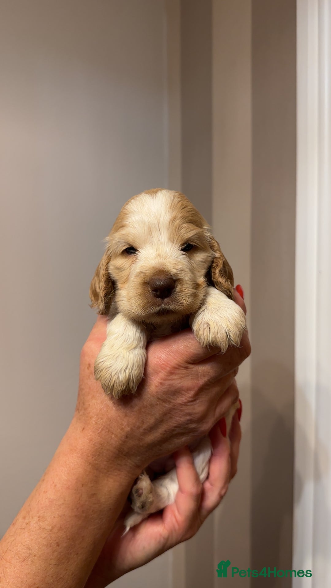 Cocker Spaniel dogs for sale: English show cocker spaniels  - Image 3