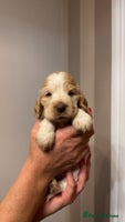 Cocker Spaniel dogs - Advert 15