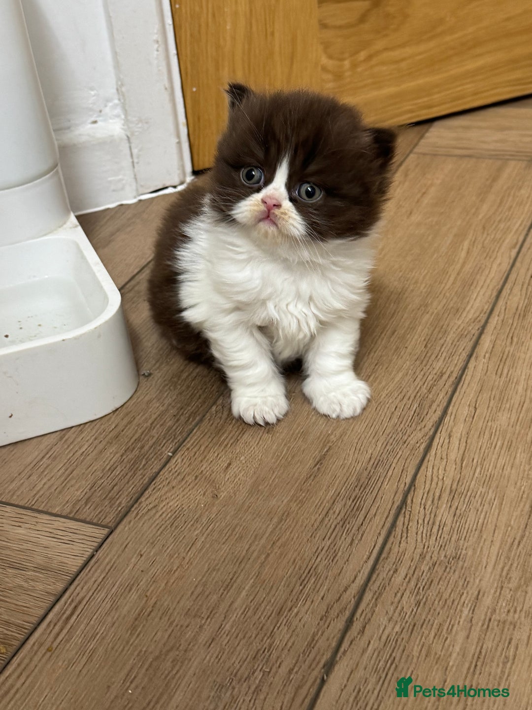 British Shorthair cats for sale: Exceptional British shorthair/long champion kitten - Advert 3