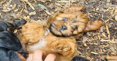 Shihpoo dogs - Advert 6