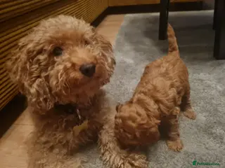 Toy Poodle dogs Beautiful DEEP RED ASIAN TOY POODLES - Advert 4