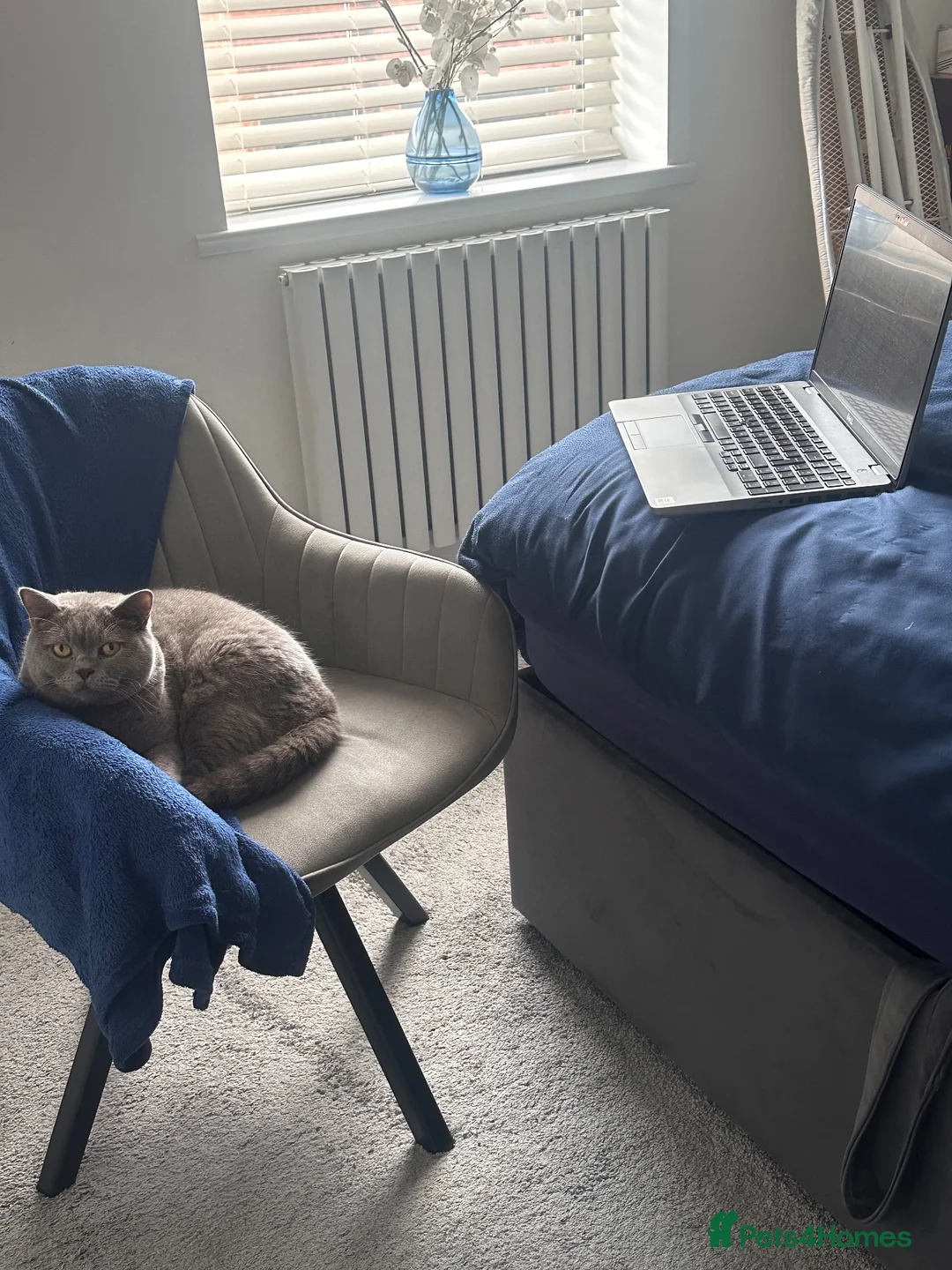 British Shorthair cats for sale: Rehoming BSH - Advert 2