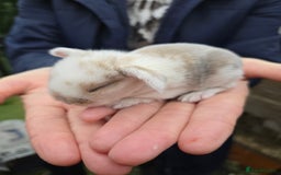 Mini Lop rabbits for sale: Stunning mini lop babies ready to secure  - Image 5