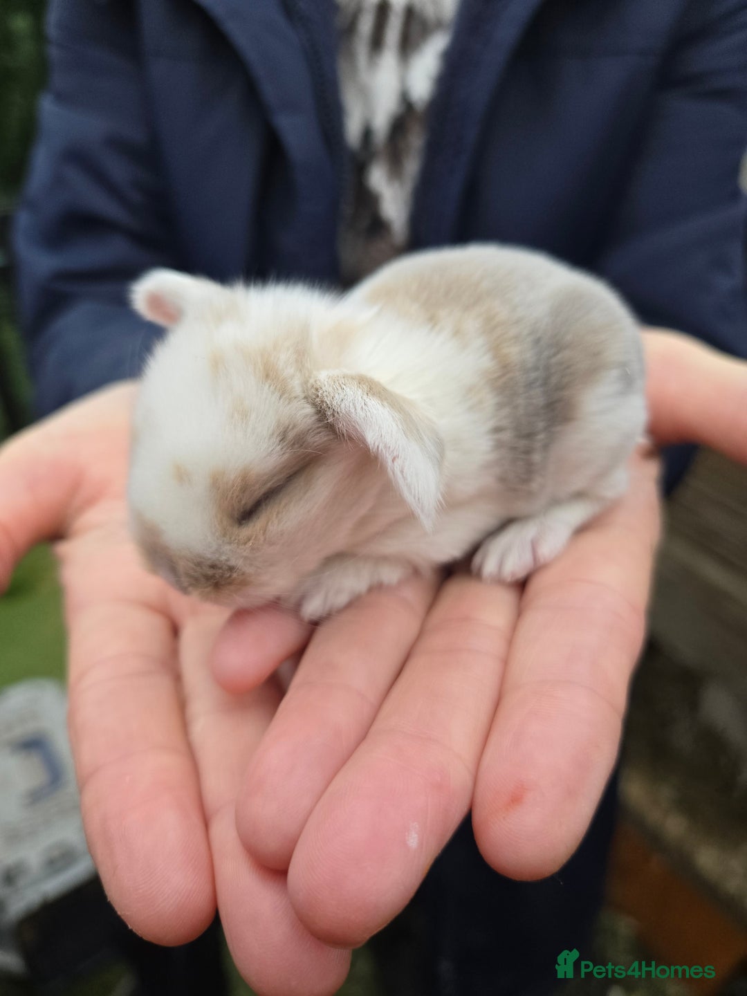 Mini Lop rabbits for sale: Stunning mini lop babies ready to secure  - Image 5