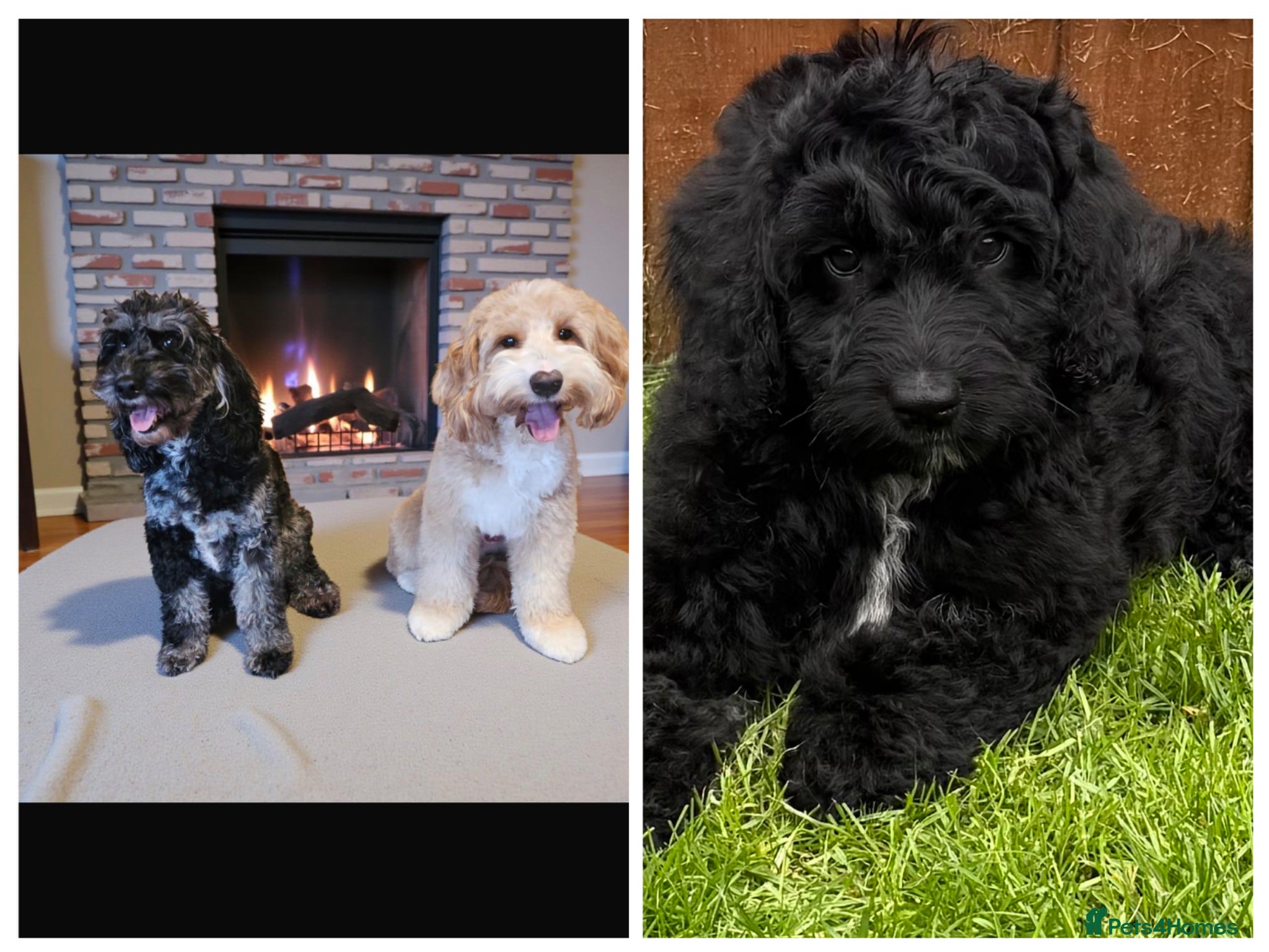 Australian Labradoodle dogs the last boy is waiting for his family - Advert 4