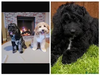 Australian Labradoodle dogs the last boy is waiting for his family - Advert 4